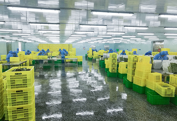 100% Vers Bevroren Knoflook Puree Pellets