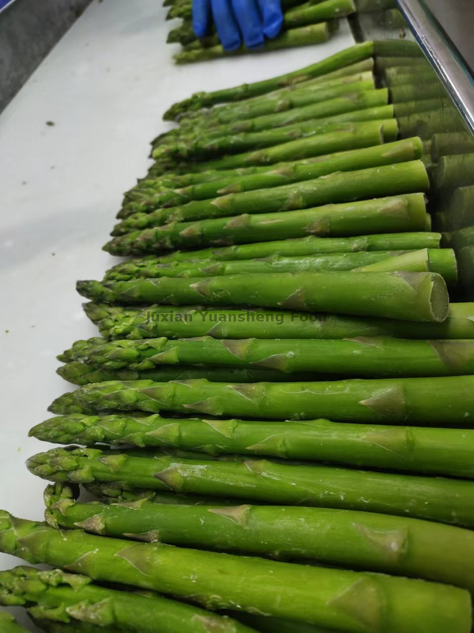  Non-GMO Bevroren Groene Asperges 17cm 16-22mm met BRC Certificaat