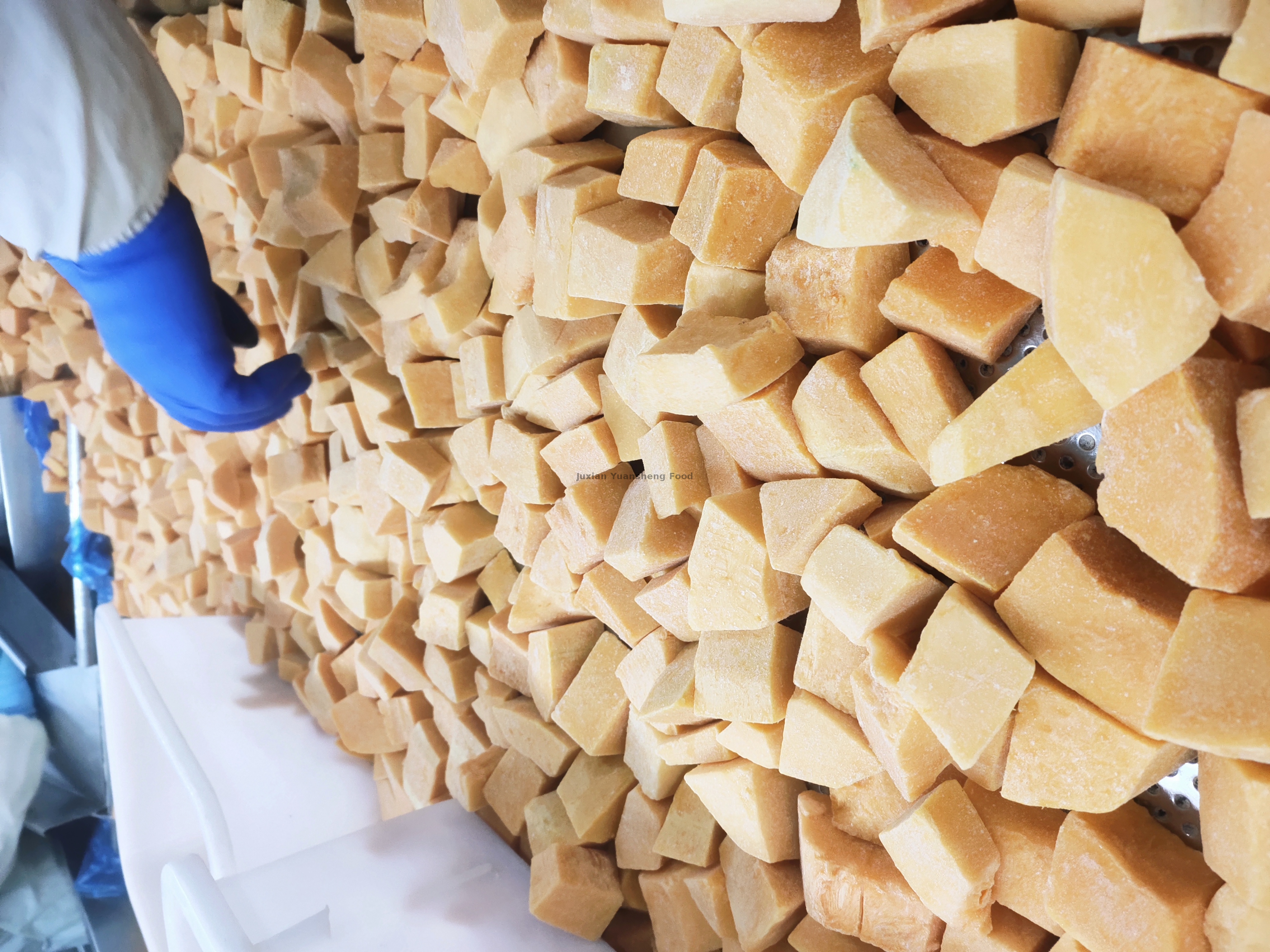 pompoen 2 (3) - 副本